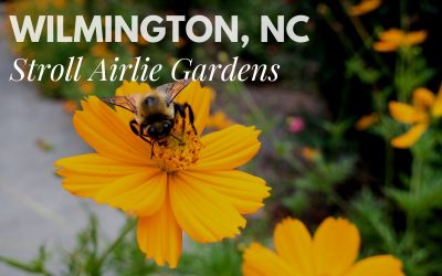 Discover the Magic of Wilmington’s Gilded Age Treasure: Airlie Gardens
