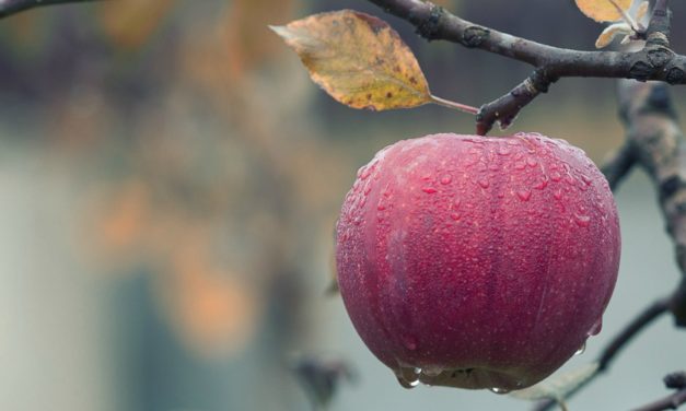 America’s Forbidden Fruit: History of Apples in America