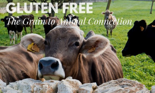 Does Food from Grain Fed Animals Contain Gluten?