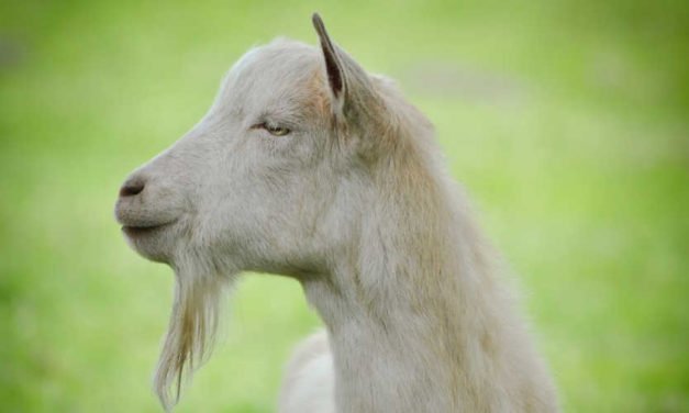 Goats are Here to Give Cows A Braaaaaaake!