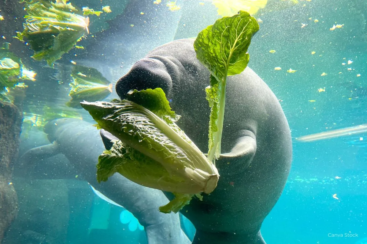 VB-Various_-Blog Photos-1200x800 (5) manatee eating green food-rehabilitation