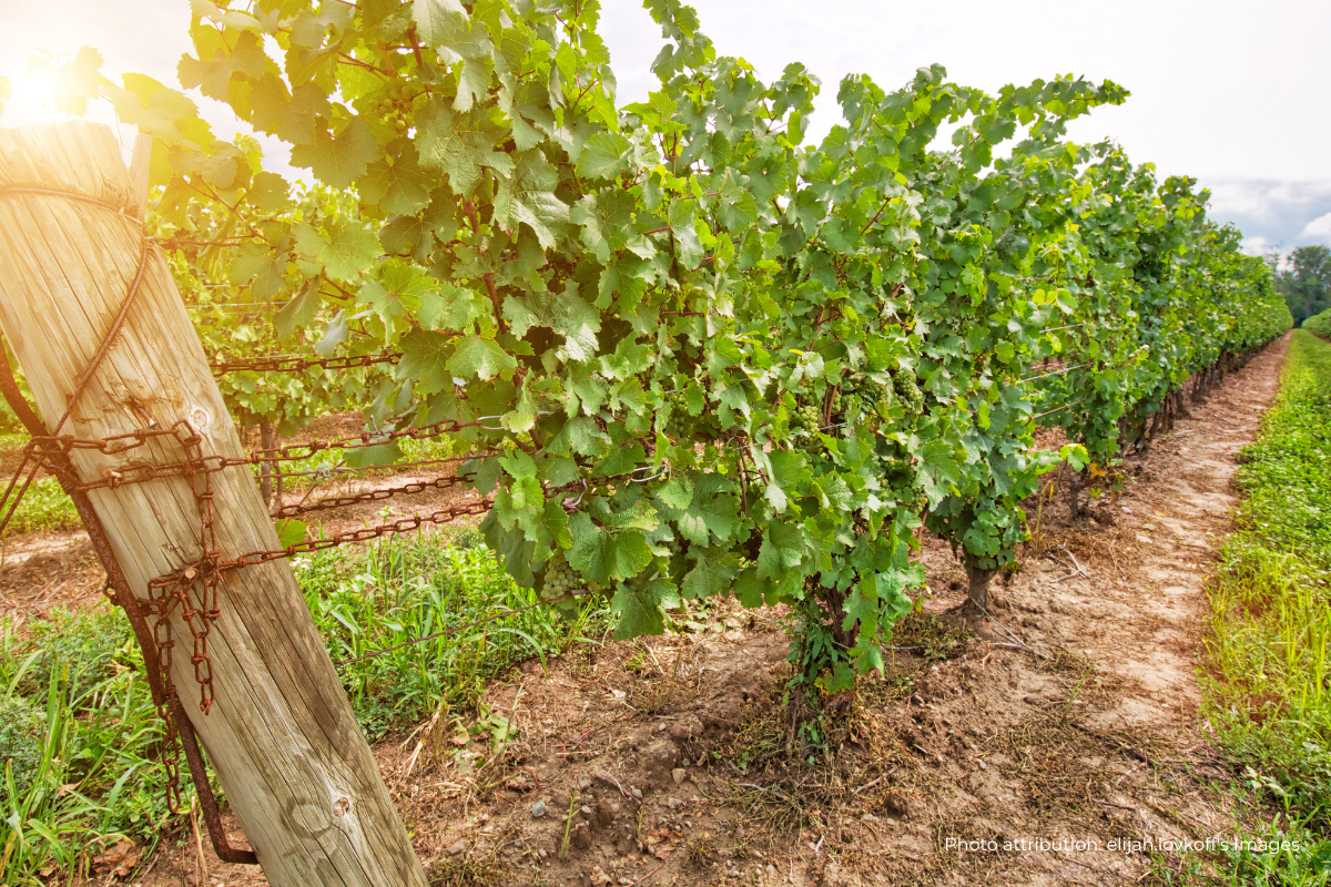 7 sunlight in the vineyard at Niagara on the Lake Ontario Canada