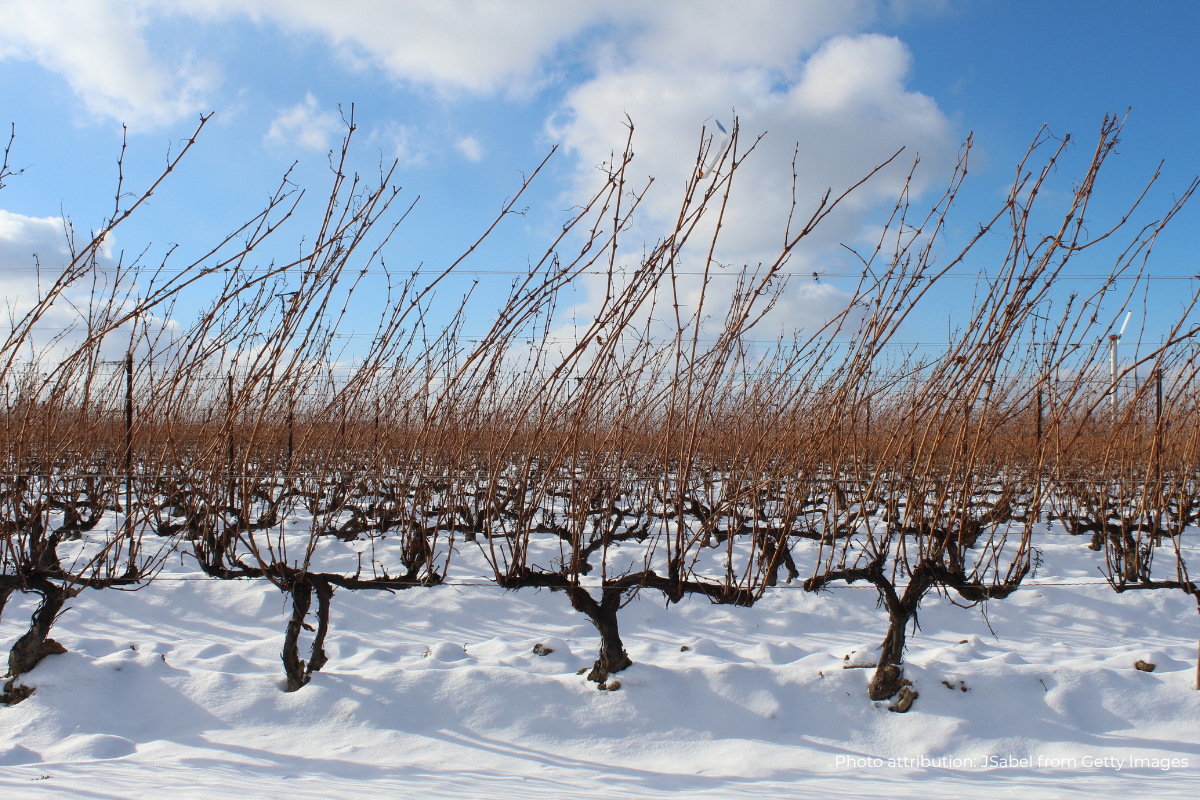 8 vineyards in the snow -this is where ice wine is born